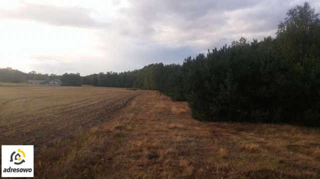 Działka rolna Leśniewice. Zdjęcie 1
