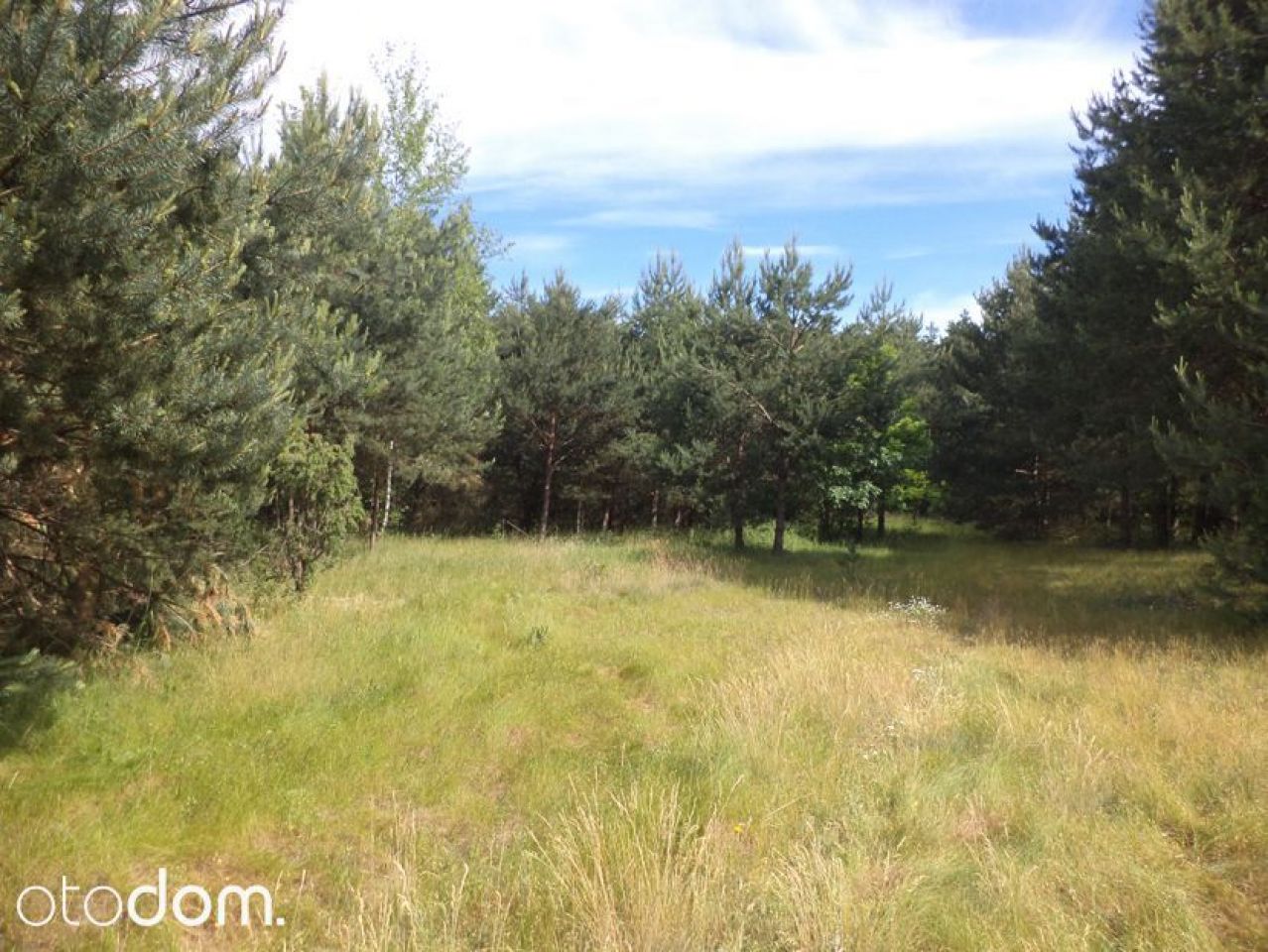 Działka siedliskowa Rędziny. Zdjęcie 12