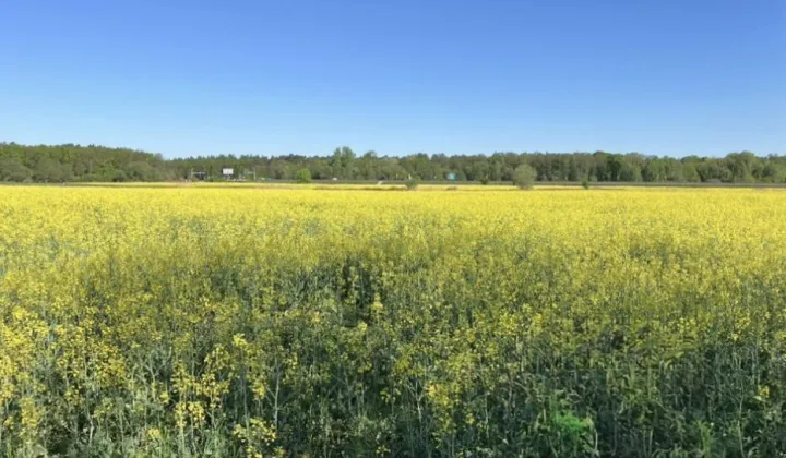 Działka budowlana Kurów