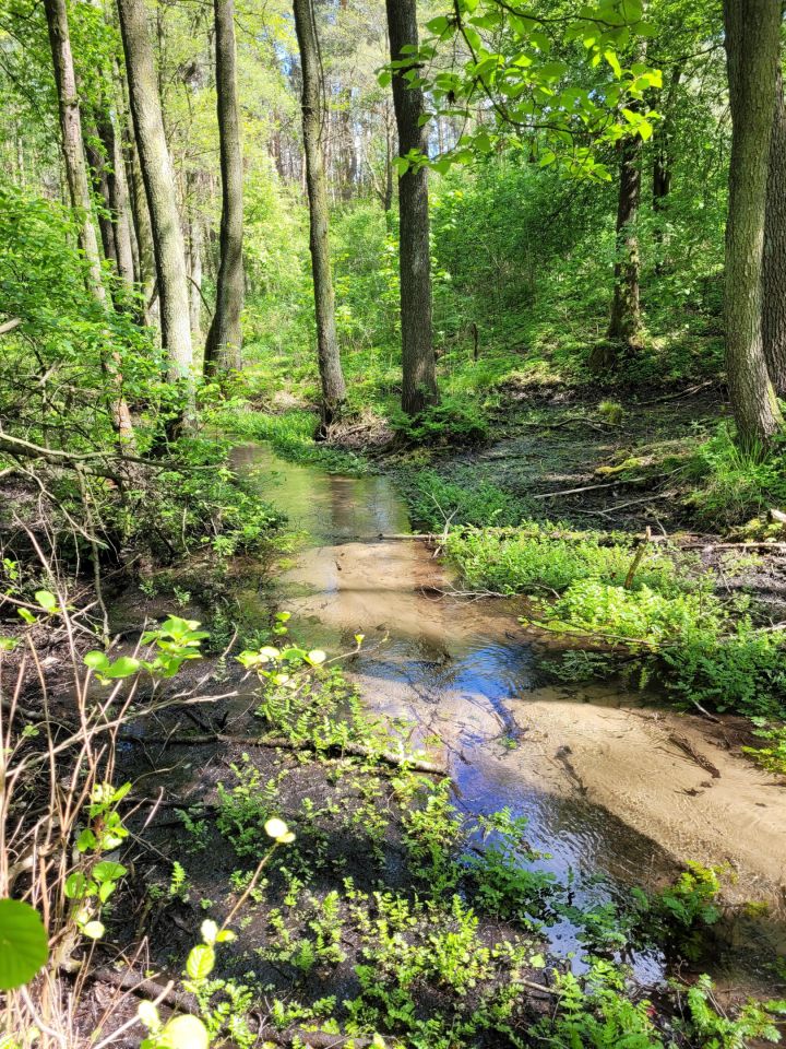 Działka rolno-budowlana Dzierżązna, ul. Graniczna. Zdjęcie 4