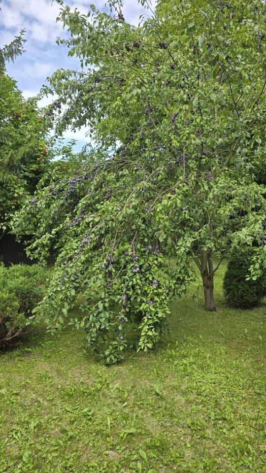 Działka rod Gliwice Sikornik, ul. Rybnicka. Zdjęcie 7