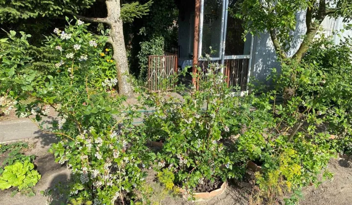 Działka rod Wągrowiec, ul. Gnieźnieńska