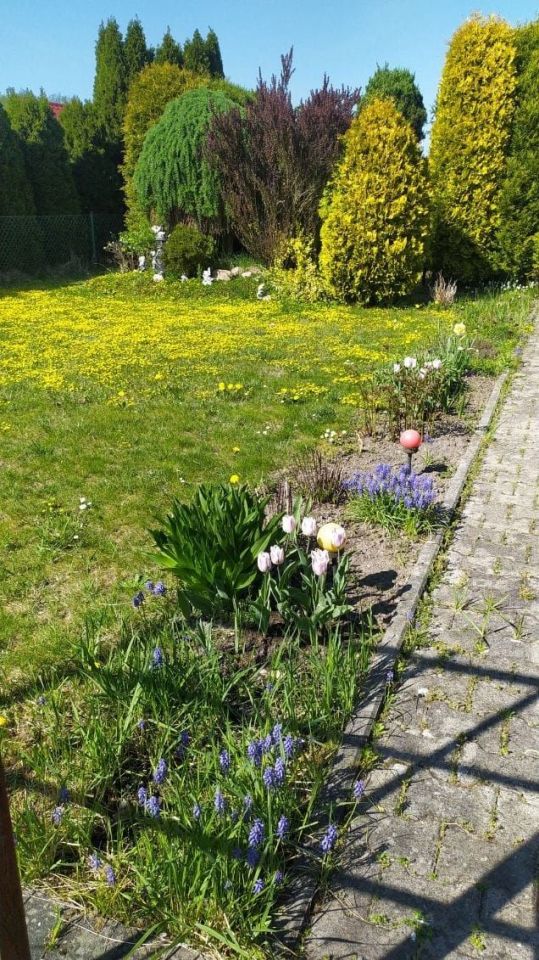 Działka rod Gliwice Stare Gliwice. Zdjęcie 3