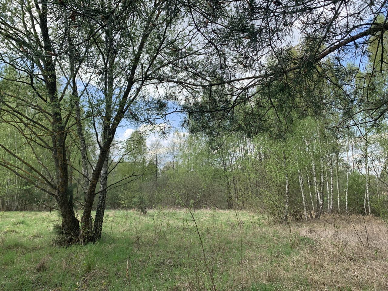 Działka budowlana Ruda-Huta, ul. Polna. Zdjęcie 5