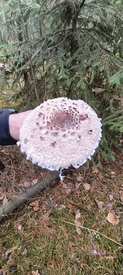 dom letniskowy, 2 pokoje Królowa Wola, Królowa Wola. Zdjęcie 15