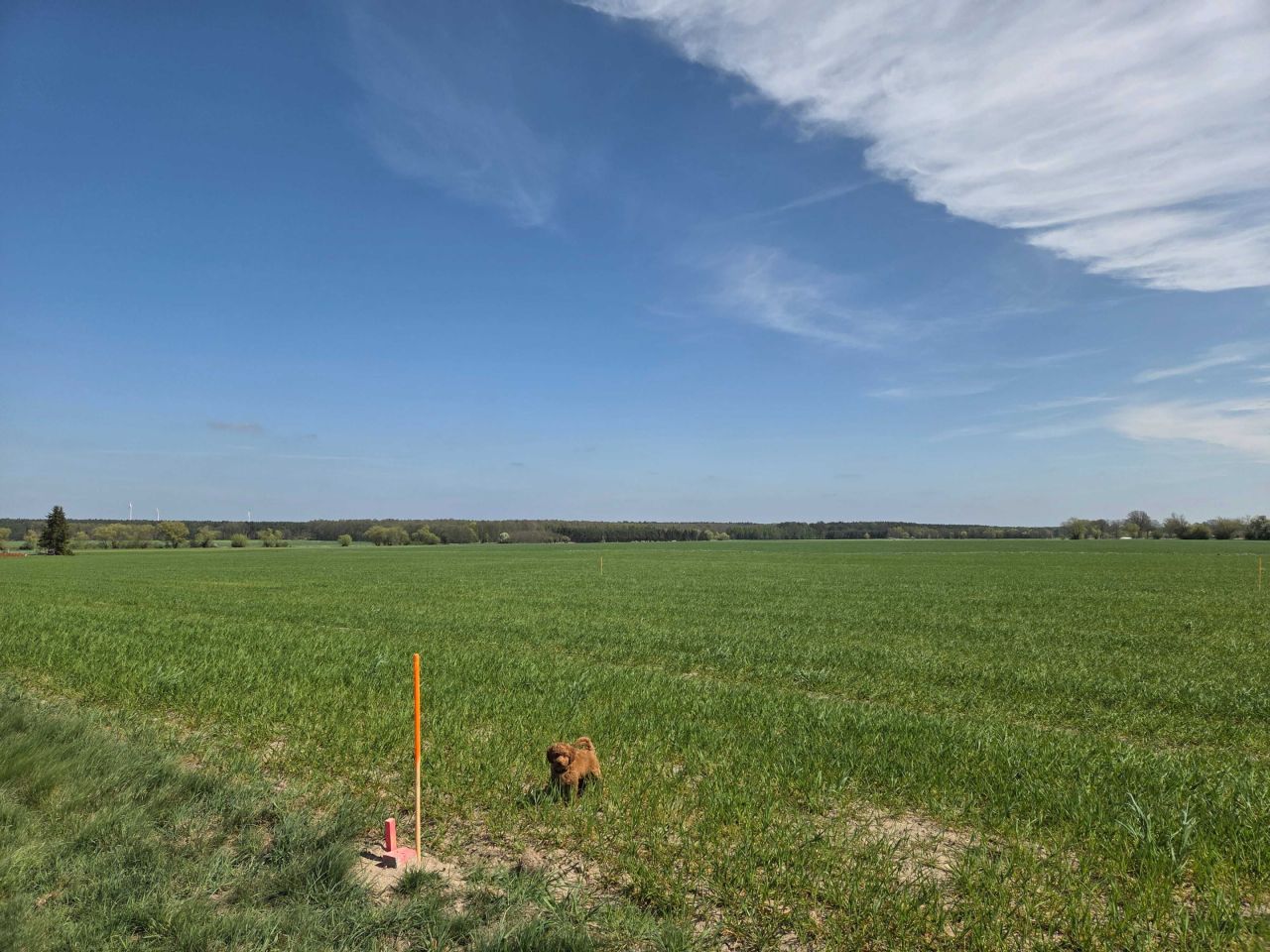 Działka budowlana Studzieniec. Zdjęcie 8