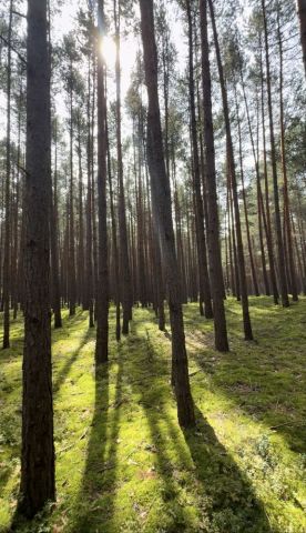Działka leśna Inowłódz. Zdjęcie 1