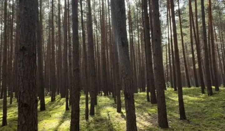 Działka leśna Inowłódz