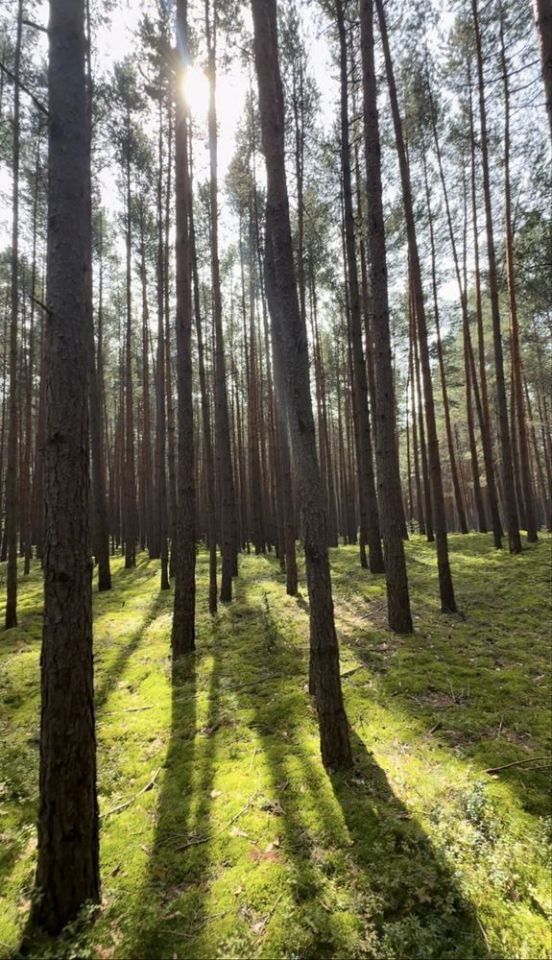 Działka leśna Inowłódz. Zdjęcie 1