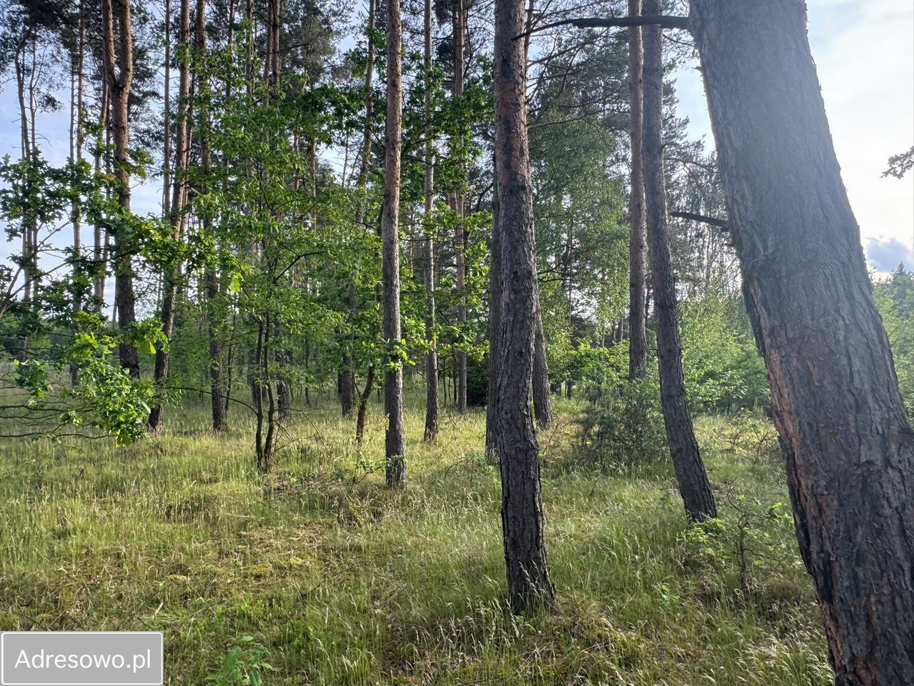 Działka budowlana Nowy Dwór. Zdjęcie 8