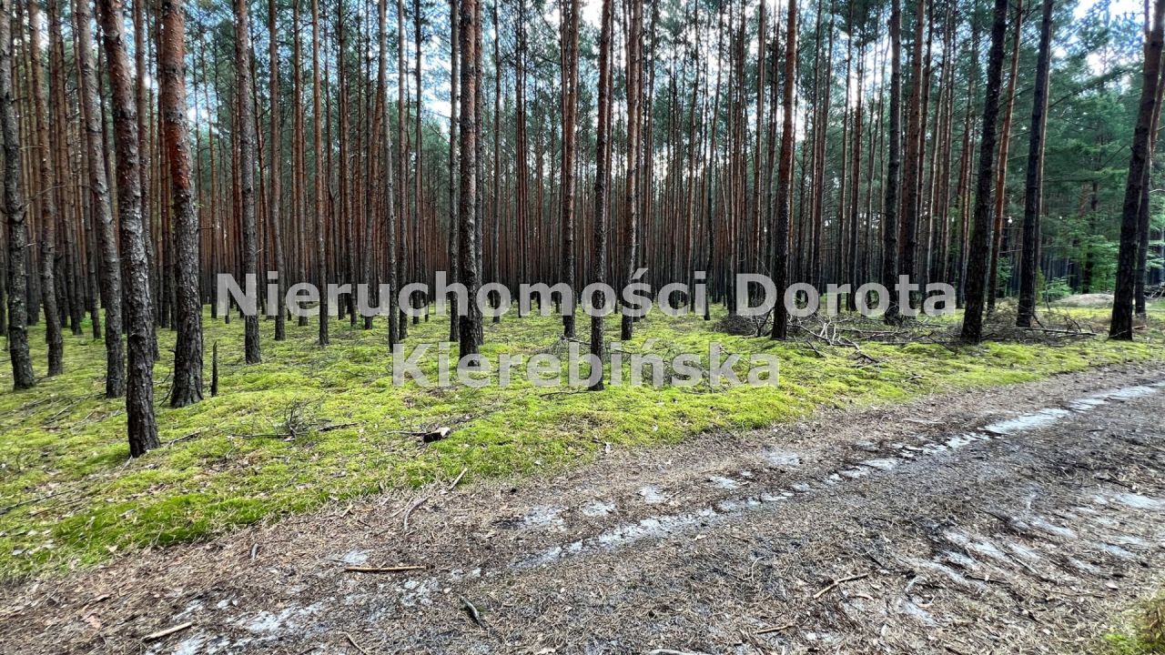 Działka rekreacyjna Inowłódz. Zdjęcie 10