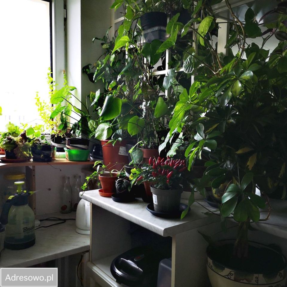 Pokój Gdynia Wielki Kack, ul. Myśliwska. Zdjęcie 11