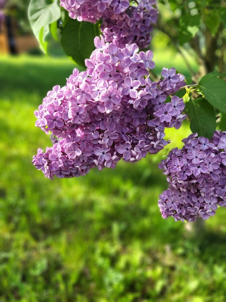 Działka rod Gliwice Wójtowa Wieś, ul. Ignacego Daszyńskiego. Zdjęcie 6