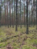 Działka rekreacyjna Inowłódz, ul. Wrzosowa. Zdjęcie 4