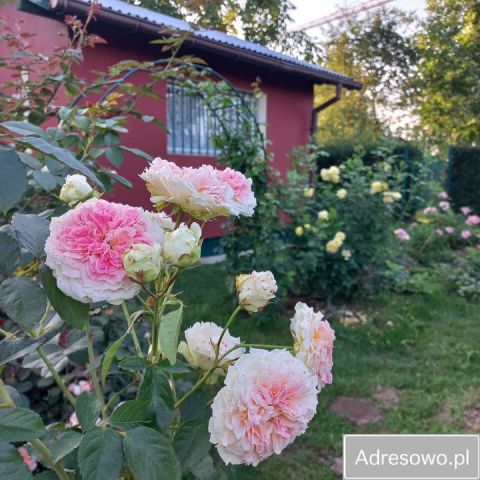 Działka rekreacyjna Rzeszów Staroniwa, ul. Wołyńska. Zdjęcie 1