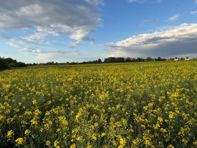 Działka budowlana Żerniki Wrocławskie, ul. Dębowa. Zdjęcie 9