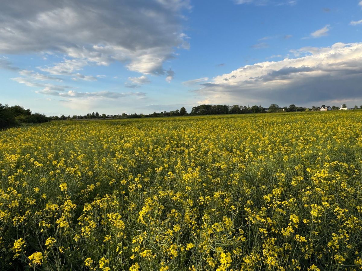 Działka budowlana Żerniki Wrocławskie, ul. Dębowa. Zdjęcie 9