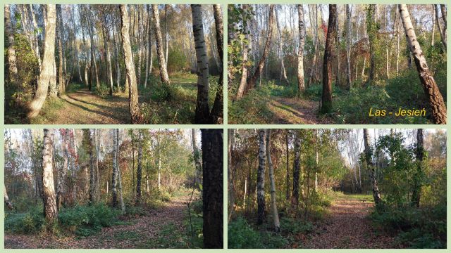 Działka budowlana Starzykowo. Zdjęcie 22