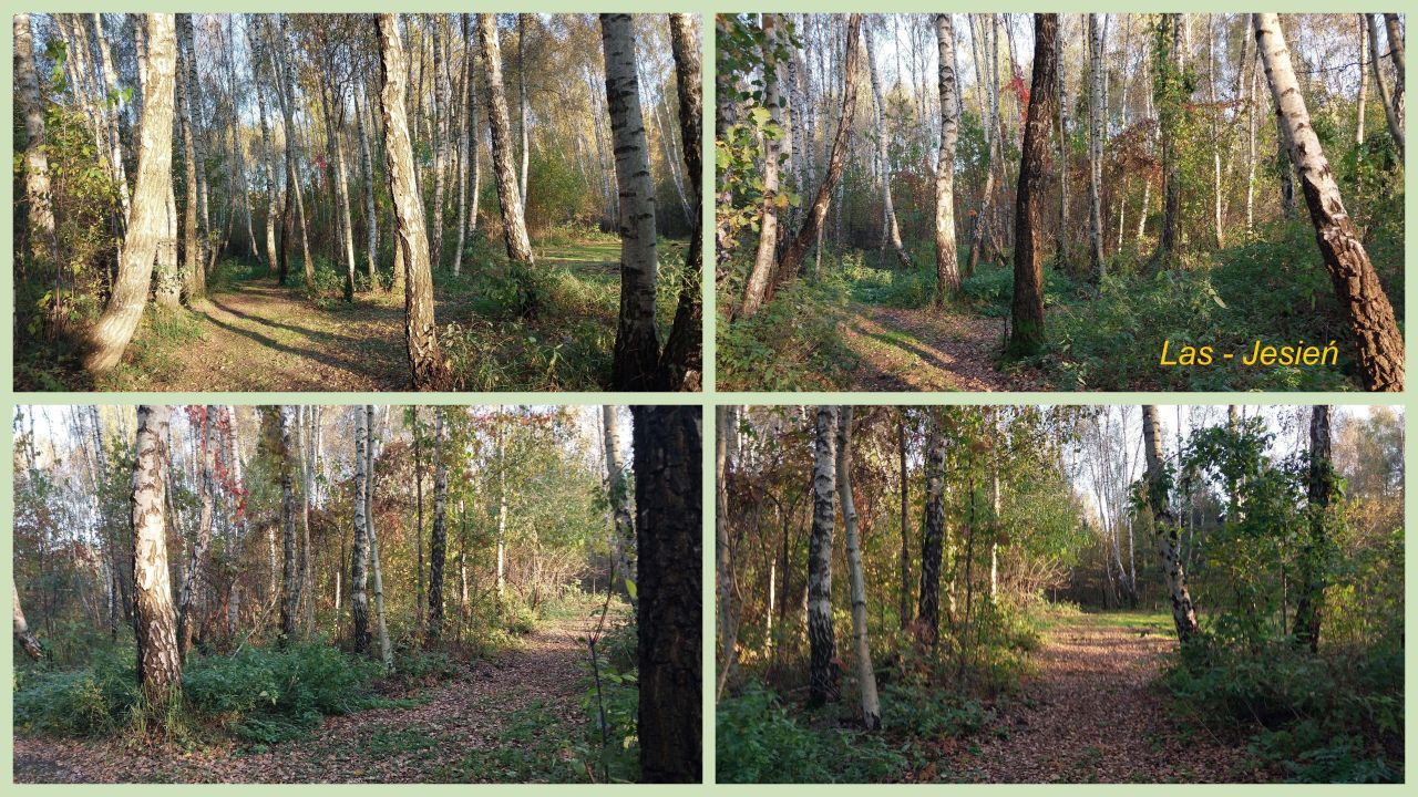 Działka budowlana Starzykowo. Zdjęcie 22