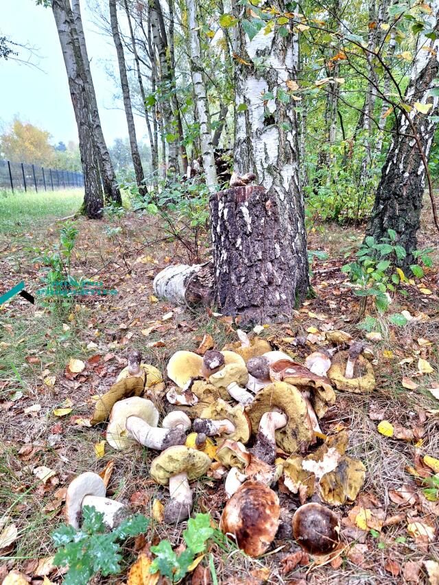 Działka budowlana Wyględy, ul. Topolowa. Zdjęcie 7