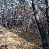 Działka leśna Żerosławice, działka nr 222. Zdjęcie 3