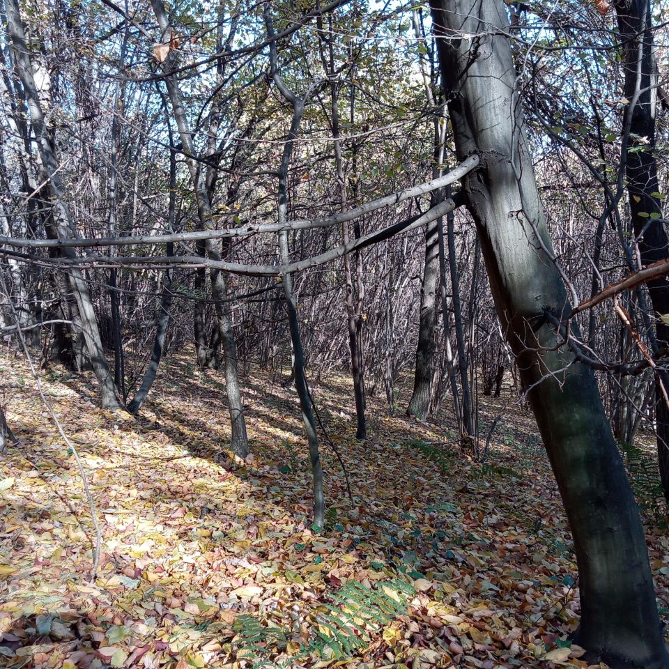 Działka leśna Żerosławice, działka nr 222. Zdjęcie 4