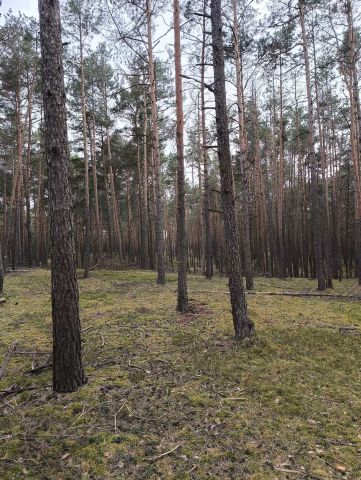 Działka leśna Kąty Walichnowskie. Zdjęcie 1