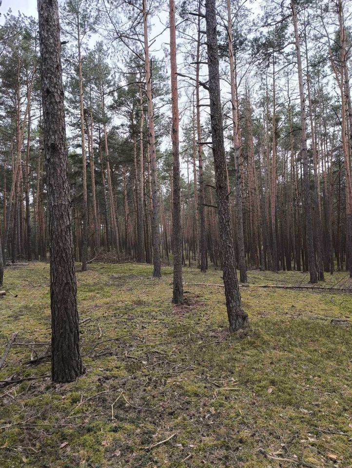 Działka leśna Kąty Walichnowskie