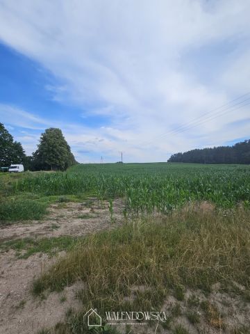 Działka leśna Pasieka. Zdjęcie 3