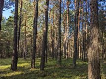 Działka leśna Januszewice. Zdjęcie 2