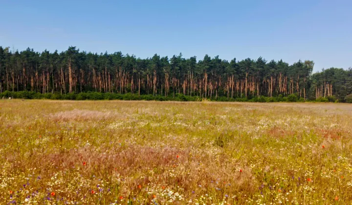 Działka budowlana Kalina