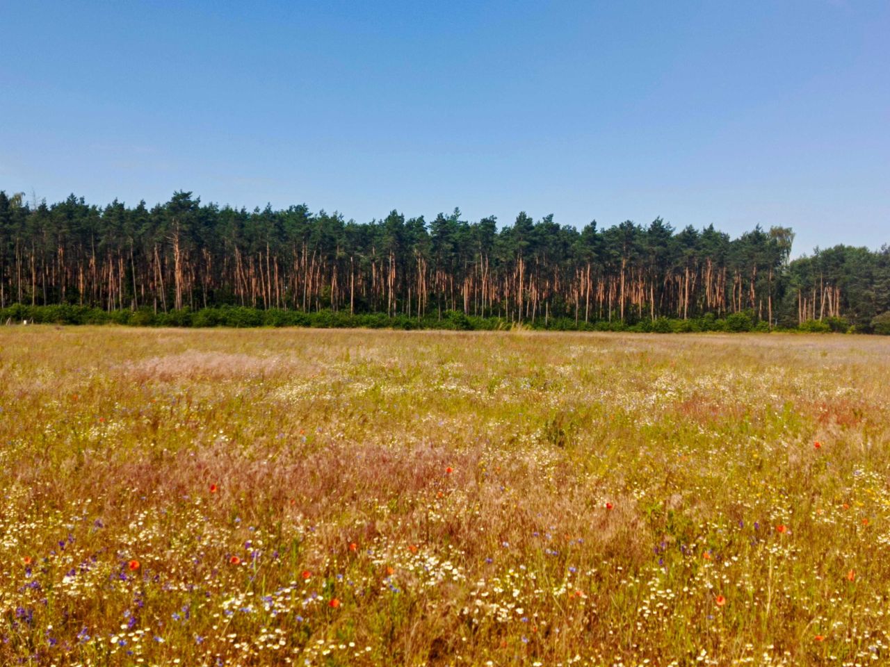 Działka budowlana Kalina