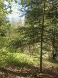Działka leśna Karwodrza. Zdjęcie 3