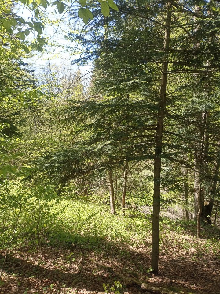 Działka leśna Karwodrza. Zdjęcie 4