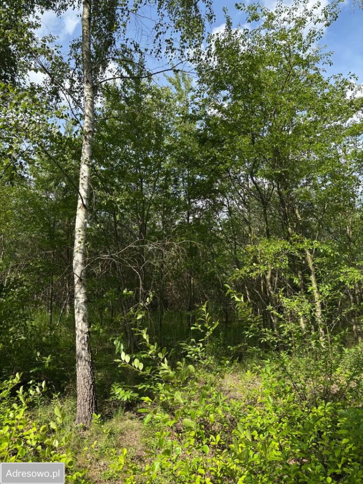 Działka budowlana Strzeniówka, ul. Magnolii. Zdjęcie 12