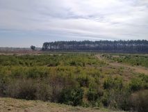 Działka inwestycyjna Mórkowo. Zdjęcie 2