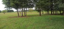 Działka budowlana Tołcze, ul. Leszczynowa