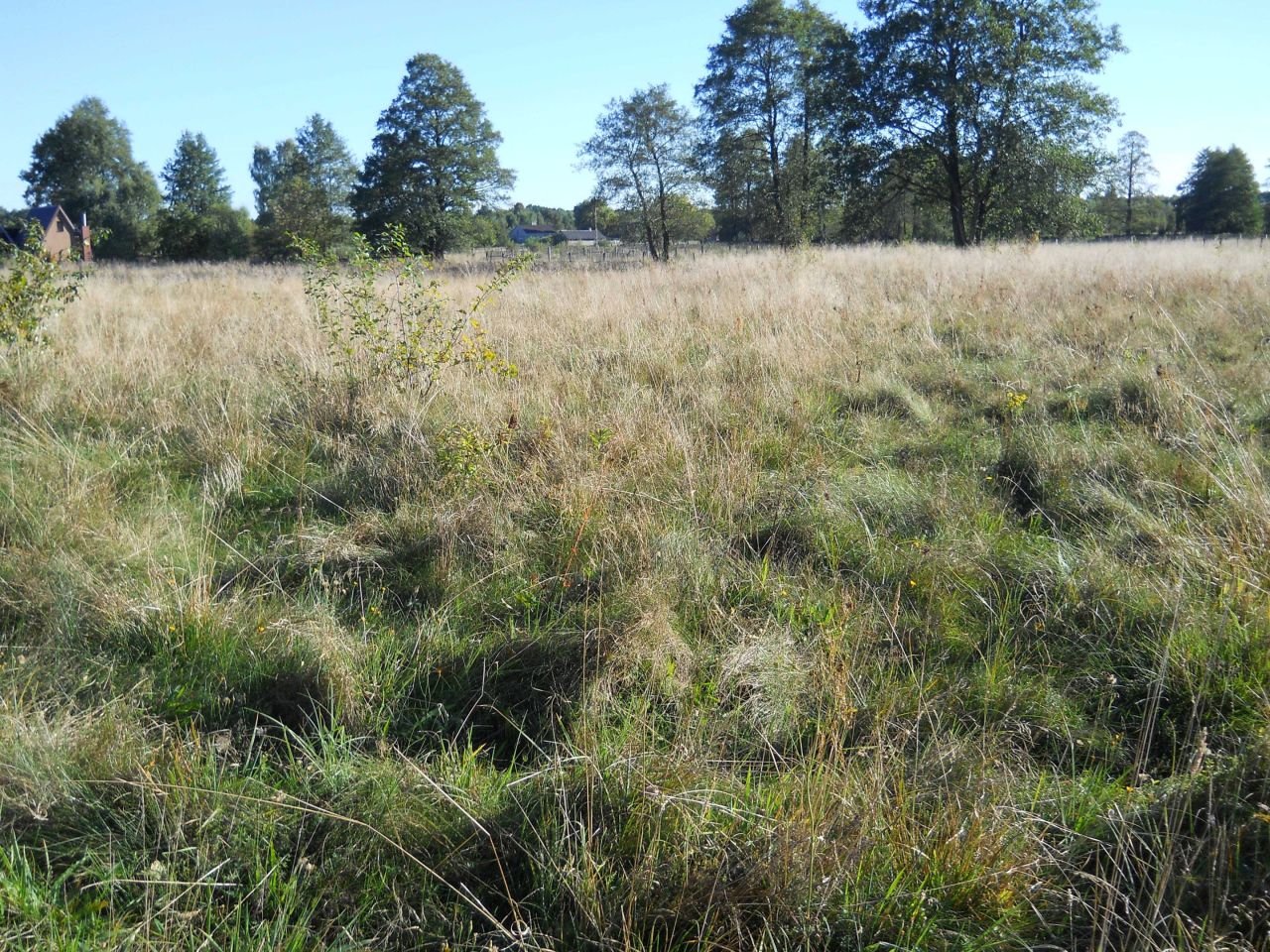 Działka budowlana Sokule. Zdjęcie 3