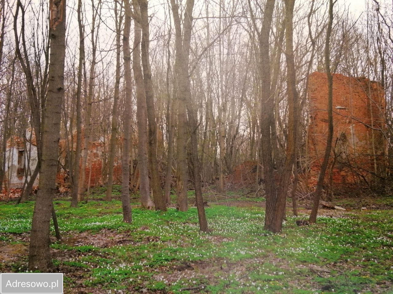 Działka inwestycyjna Wręcza. Zdjęcie 4