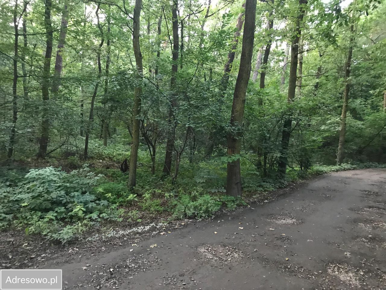 Działka Sękocin-Las, ul. Maślaka. Zdjęcie 3