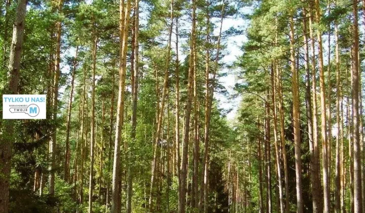 Działka leśna Chmielnik