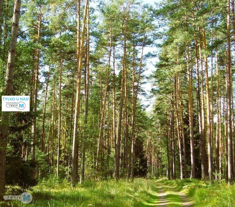 Działka leśna Chmielnik. Zdjęcie 1