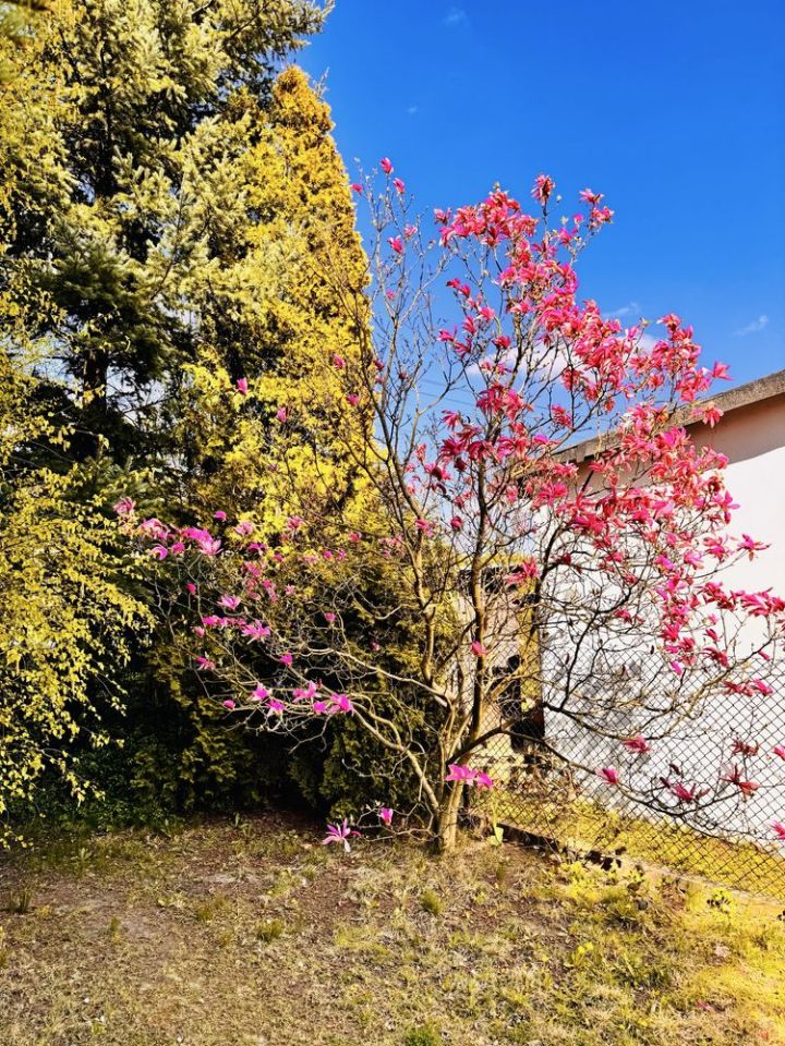 Działka rod Piekary Śląskie. Zdjęcie 5