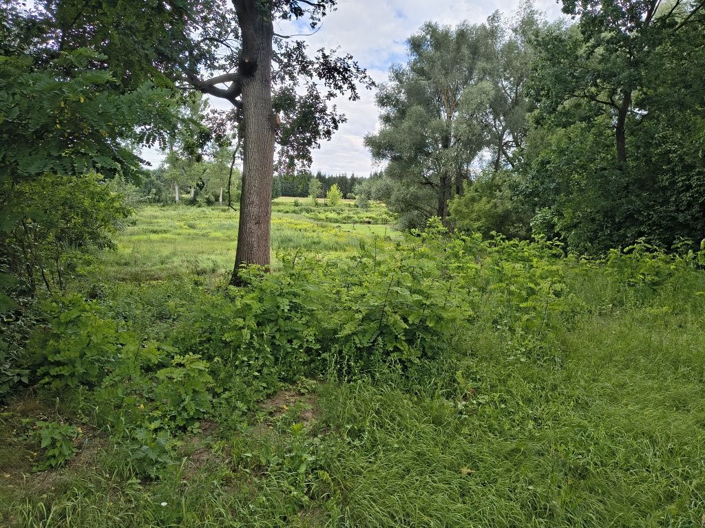 Działka siedliskowa Wojtkowice-Dady. Zdjęcie 7
