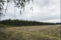 Działka rolna Mirowice, ul. Sosnowa. Zdjęcie 1