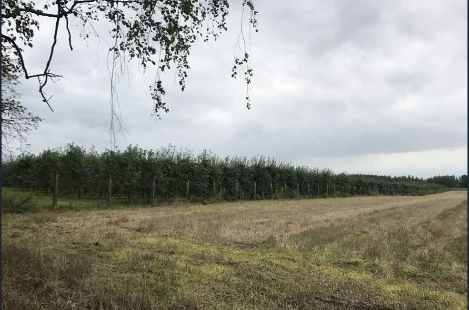 Działka rolna Mirowice, ul. Sosnowa. Zdjęcie 2