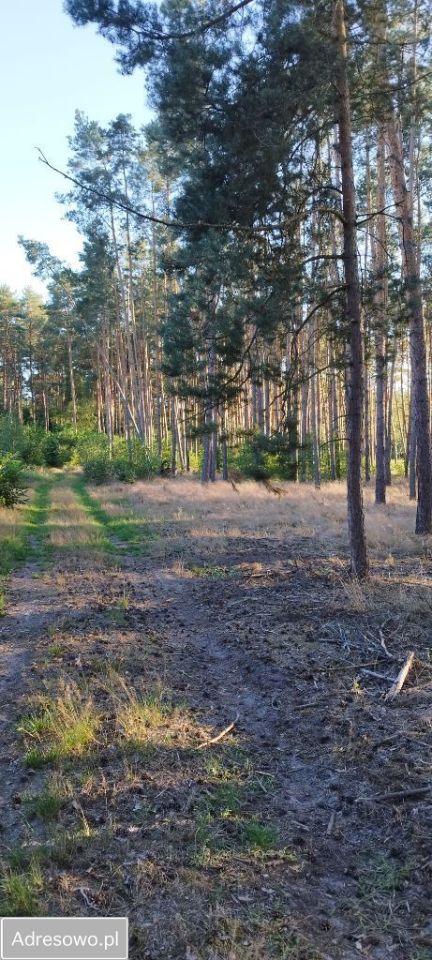 Działka leśna Piękocin. Zdjęcie 9