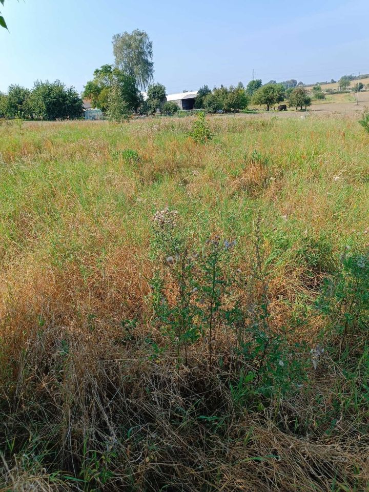 Działka budowlana Dębe. Zdjęcie 4