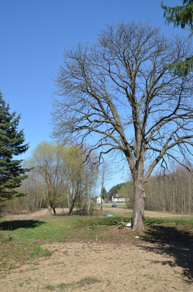 Działka rolno-budowlana Kaleń. Zdjęcie 3
