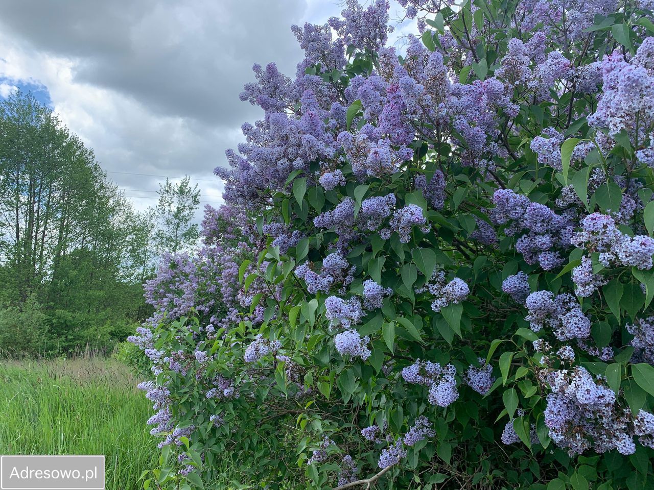 Działka budowlana Arciechów, ul. Dąbrowiecka. Zdjęcie 7